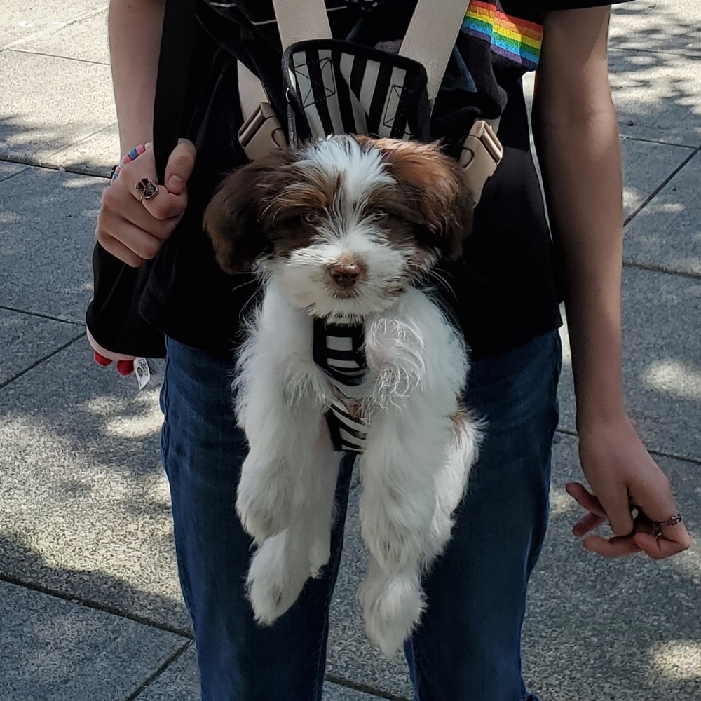Dog carrier for small dog
